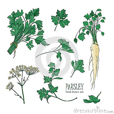Botanical drawing of parsley leaves, flowers or inflorescence and root. Plant used in culinary as spice or condiment Vector Illustration