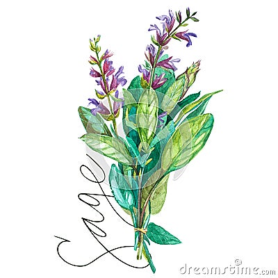 Botanical drawing of a Sage. Watercolor beautiful illustration of culinary herbs used for cooking and garnish. Isolated Cartoon Illustration