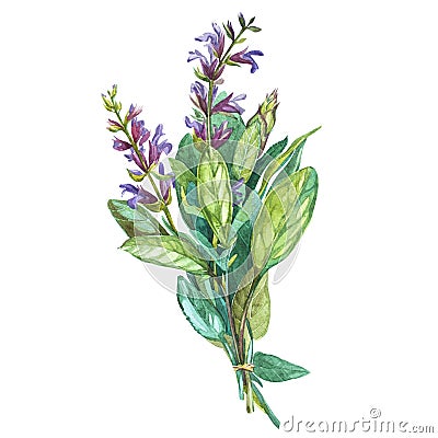 Botanical drawing of a Sage. Watercolor beautiful illustration of culinary herbs used for cooking and garnish. Isolated Cartoon Illustration