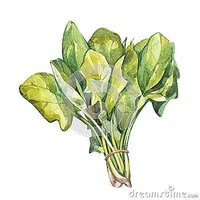 Botanical drawing of a spinach. Watercolor beautiful illustration of culinary herbs used for cooking and garnish Cartoon Illustration