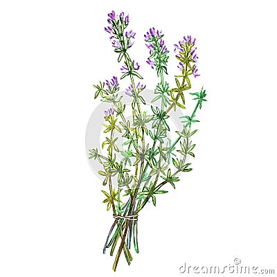 Botanical drawing of a thyme. Watercolor beautiful illustration of culinary herbs used for cooking and garnish. Isolated Cartoon Illustration