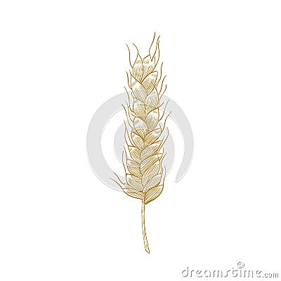 Botanical drawing of wheat ear or spikelet with seeds isolated on white background. Cultivated plant, cereal grain or Vector Illustration