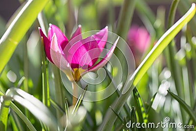 Dwarf tulip Tulipa humilis, purple flower in the sun Stock Photo