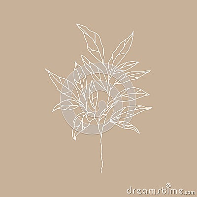 botanical floristic sketch contour branches with leaves. Vector isolated minimalistic branch on a background white Vector Illustration