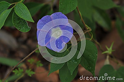 Morning glory flower stamen Stock Photo