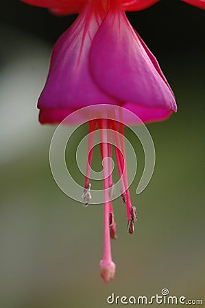 Fuchsia hybrida Hort Stock Photo