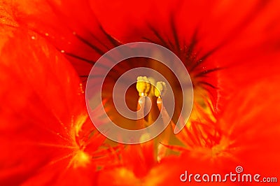 Morning glory flower stamen Stock Photo