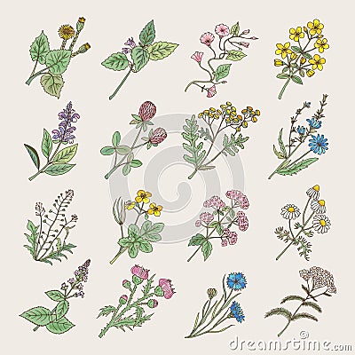 Botanical herbs and flowers. Hand drawing pictures isolate on white background Vector Illustration