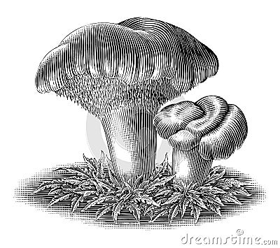 Botanical illustration of hedgehog mushroom vintage engraving style black and white clip art Vector Illustration