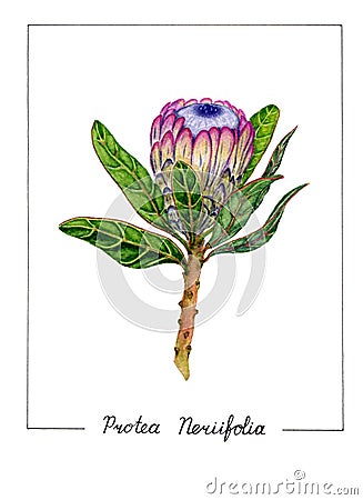 Botanical illustration of protea flower isolated on white background. Cartoon Illustration