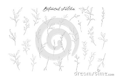 Botanical line art leaves hand drawn pencil sketches isolated Vector Illustration