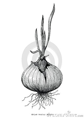Botanical of onion hand drawing antique illustration Vector Illustration