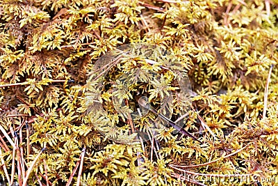 Botanical plant background with autumn sphagnum moss in forest close-up copy space beauty in nature Stock Photo