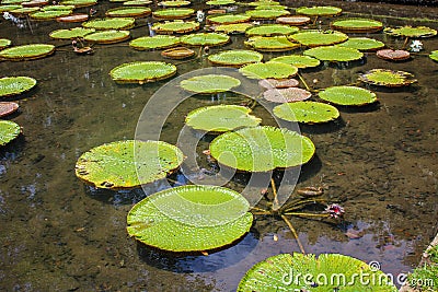 Mauritius Gardens, Botanical pool wildlife Stock Photo