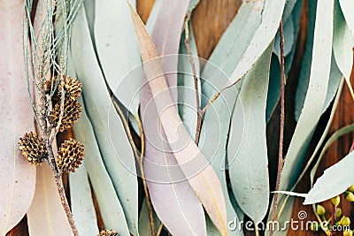Botanical print, eucalyptus leaves closeup Stock Photo