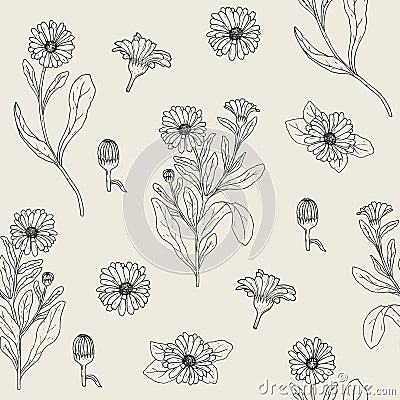 Botanical seamless pattern with blooming calendula plant, cut flower heads and buds hand drawn with contour lines Vector Illustration