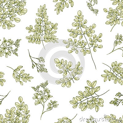 Botanical seamless pattern with Miracle Tree or Moringa oleifera leaves and flowers on white background. Floral backdrop Vector Illustration