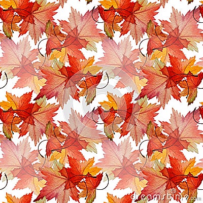 Botanical seamless watercolor pattern of autumn red leaves Acer tataricum. Stock Photo