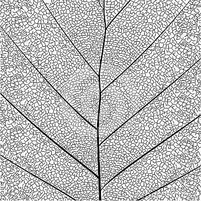 Botanical series Elegant detailed Single leaf structure in sketch style black and white on white background Vector Illustration