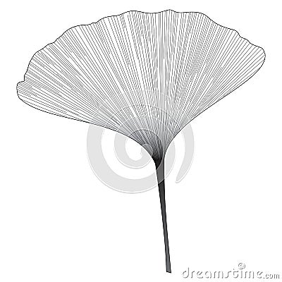 Botanical series Elegant Ginkgo leaf in sketch style in black and white on white background Vector Illustration