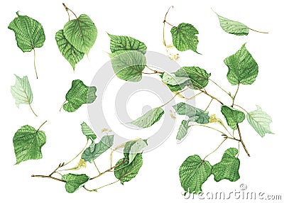 Botanical set with branches and leaves of linden, watercolor painting Cartoon Illustration