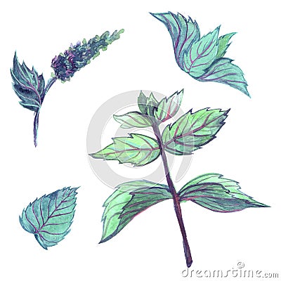 Botanical set of flowers and leaves of peppermint. Hand drawn watercolor illustration isolated on white background Cartoon Illustration