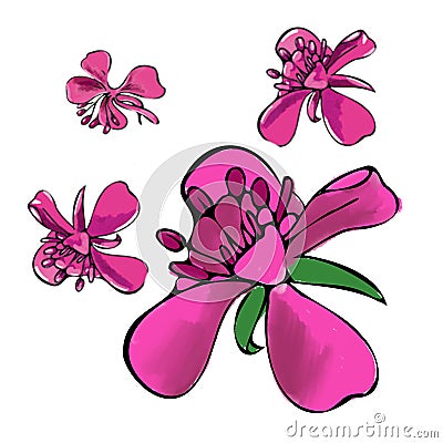 Botanical set of pink fireweed summer flowers. Color digital drawing in sketch style on white background Stock Photo