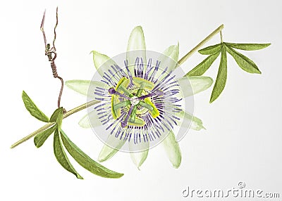 Watercolor painting of passiflora flower Stock Photo