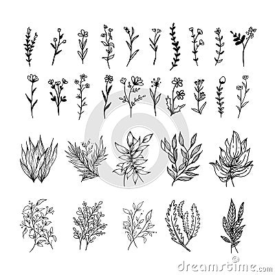 Botanical vector, hand drawn floral, branches, leaves and plant collection, vector illustration Vector Illustration
