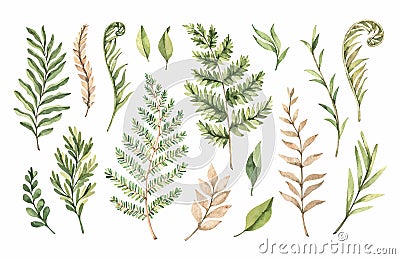 Botanical watercolor clipart. Set of Green leaves, fern, herbs and branches.Vector illustrations. Floral Design elements. Perfect Vector Illustration