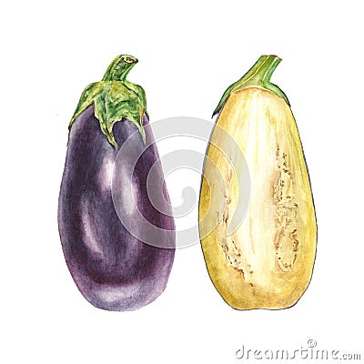 Botanical watercolor illustration of blue eggplant aubergine whole and cut on white background Cartoon Illustration