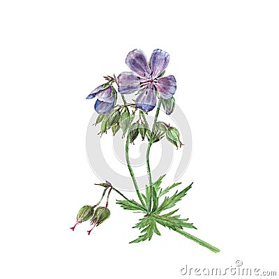 Botanical watercolor illustration of flower forest geranium, violet flower isolated on white background Cartoon Illustration