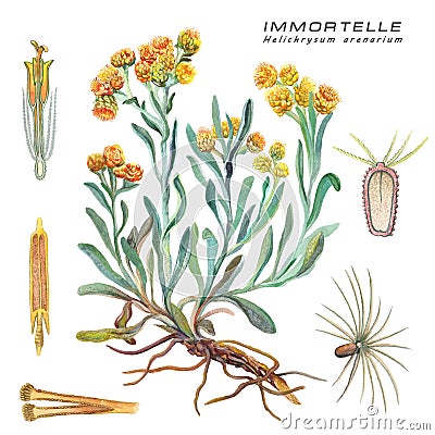 Botanical watercolor illustration of a medicinal plant Immortelle Helichrysum arenarium Cartoon Illustration