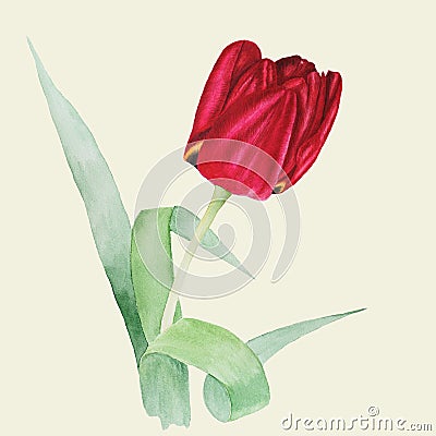 Botanical watercolor illustration of red tulip with green leaves on light olive background Cartoon Illustration