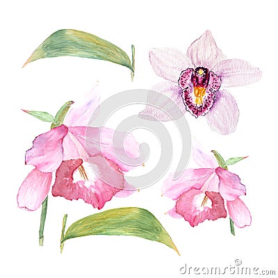 Botanical watercolor illustration sketch of cattleya flower and orchid on white background Cartoon Illustration