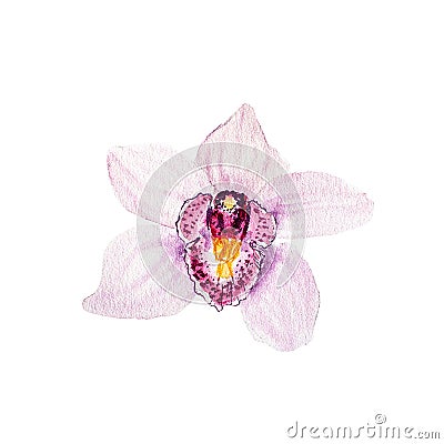 Botanical watercolor illustration sketch of pink tropical orchid flower on white background Cartoon Illustration