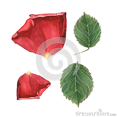 Botanical watercolor illustration sketch of rose petal and leaf on white background Cartoon Illustration