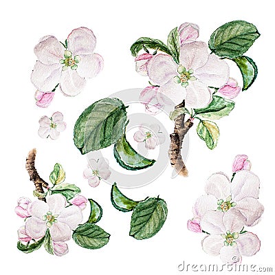 Botanical watercolor illustration sketch set of apple blossom on white background Cartoon Illustration