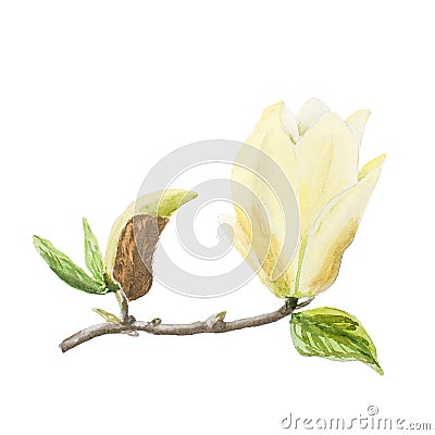 Botanical watercolor illustration sketch of yellow magnolia branch on white background Cartoon Illustration