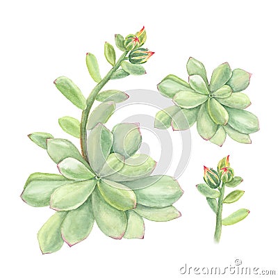 Botanical watercolor illustration of succulent echeveria with branch of flowers on white background Cartoon Illustration