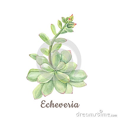 Botanical watercolor illustration of succulent echeveria on white background Cartoon Illustration