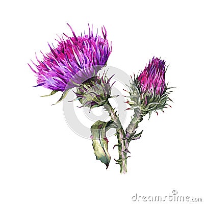 Botanical watercolor illustration of thistle. Vintage wild flowers, meadow herbs Cartoon Illustration