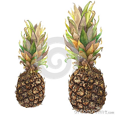 Botanical watercolor illustration of tropical fruit pineapple with colorful leaves on white background. Could be used for web desi Cartoon Illustration