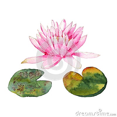 Botanical watercolor illustration of water lilies in the pond on white background Cartoon Illustration