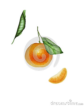 Botanical watercolor with mandarine Stock Photo