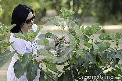 Botanist checking the growth of figs Stock Photo