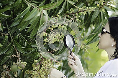 Botanist checking the growth of mango flowers Stock Photo