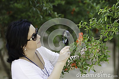 Botanist checking the growth of pomegranate flowers Stock Photo