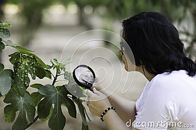 Botanist finding leaf galls on the figs tree Stock Photo