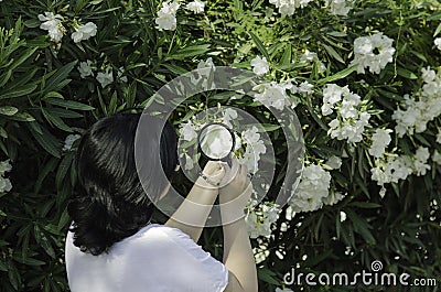 Botanist watching the oleander flowers on the tree Stock Photo